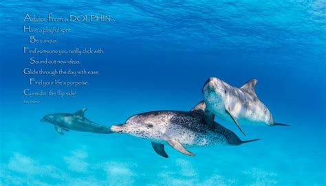 dolphin ocean quote | Ocean quotes, Ocean, Dolphins