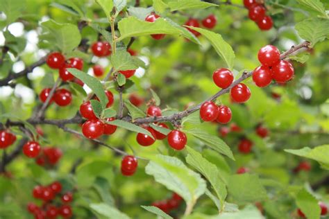 Red Berries - Edible or Not Edible? - GettyStewart.com