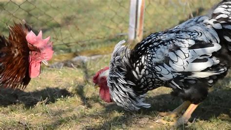 Angry Rooster Stock Footage Video | Shutterstock