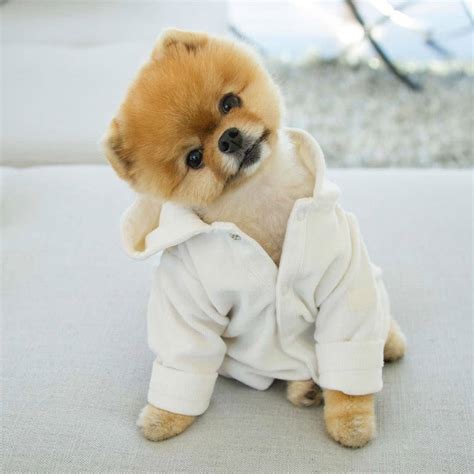 Jiff the Pomeranian is a Cute Little Dude With a Very Particular Set of Skills