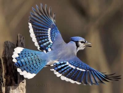 Blue Jay Facts | Blue Jay Behavior, Migration, Diet & Habitat