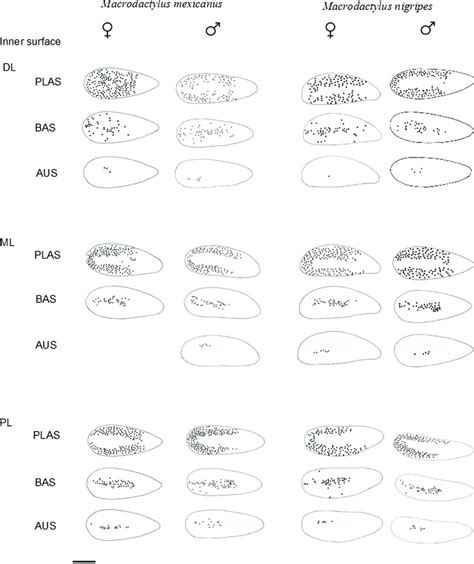 Distribution of chemoreceptor types in the inner side of the lamellae ...