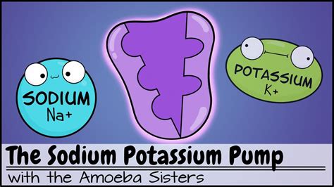 Sodium Potassium Pump