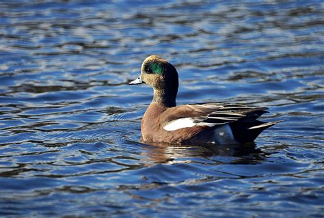 Victoria Daily Photo: American Wigeon (Male)