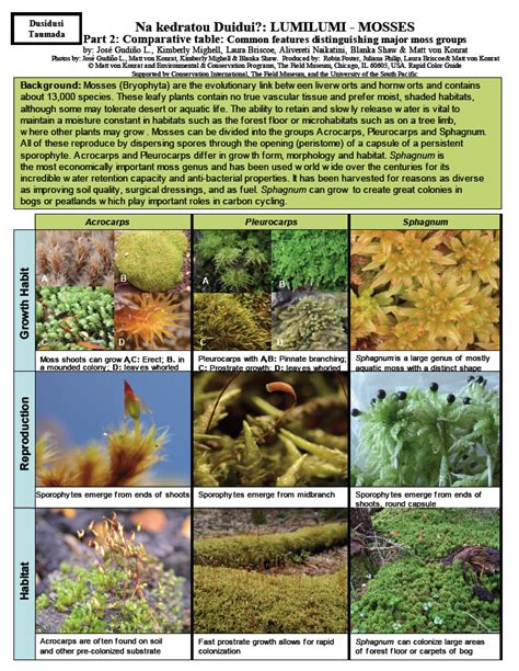 Classification of Bryophytes - Cape Horn Bryophytes