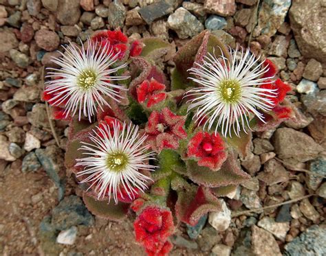 Flowers in the Atacama Desert near Paposa, Chile | Flowers, Plants, Dandelion