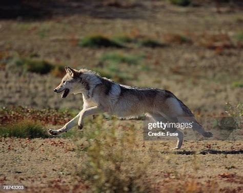 134 White Wolves Running Stock Photos, High-Res Pictures, and Images - Getty Images