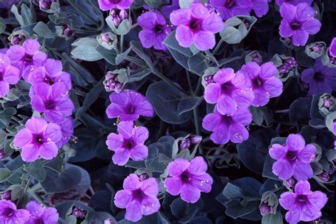 🔥 [60+] Pink And Purple Flower Backgrounds | WallpaperSafari