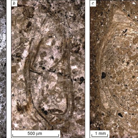 Tubular calcitic fossils of reef-building metazoans in thin-sections... | Download Scientific ...