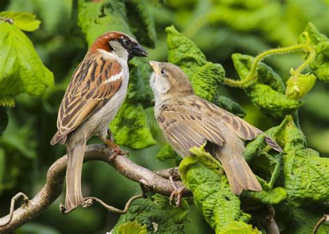 An Adult Male House Sparrow Passer Domesticus Feeding a Baby Stock Photo - Image of britain ...