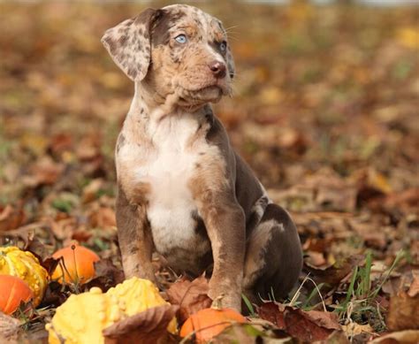 Catahoula Leopard Puppy – All Things Dogs