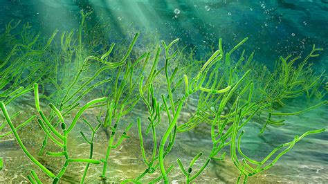 Remarkable Discovery of 1 Billion-Year-Old Green Seaweed Micro-Fossils ...