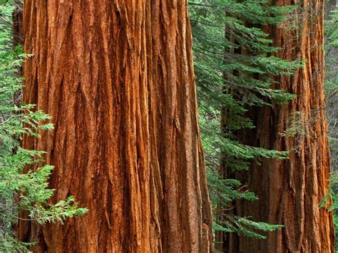 Sequoia Tree: Pictures, Photos, Images, Facts & on Sequoia Trees