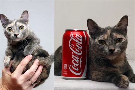 World's 'smallest ever cat' at just 5 inches tall is melting hearts ...