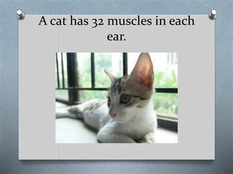 A cat has 32 muscles in each ear | The Fact Base