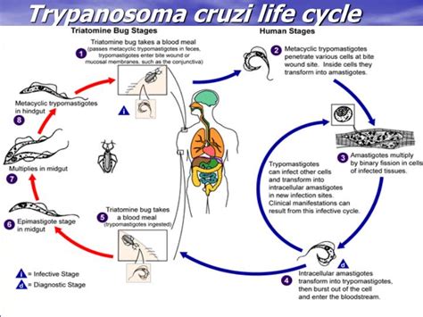 PPT - BLOOD AND TISSUE PROTOZOA PowerPoint Presentation - ID:1829182