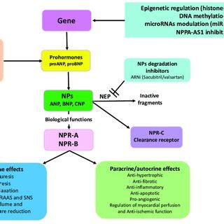 Schematic representation of the natriuretic peptide system from... | Download Scientific Diagram