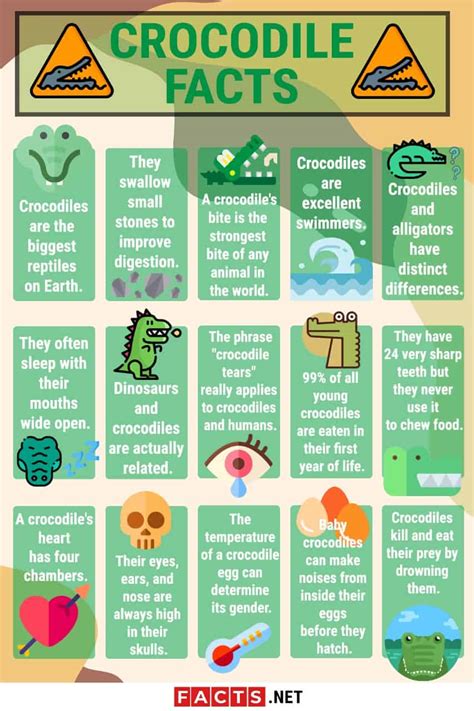 35 Fascinating Crocodile Facts You Should Know | Facts.net