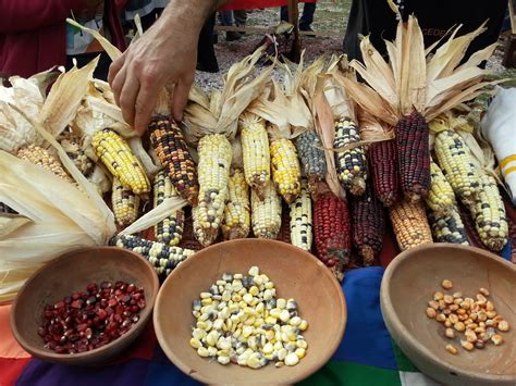 Scientists Overhaul Corn Domestication Story With Multidisciplinary ...