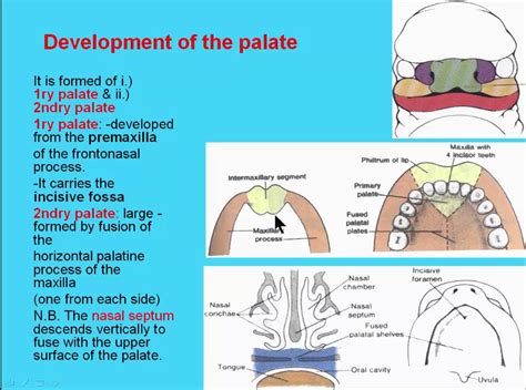 Top 81+ Development of palate animation - Merkantilaklubben.org