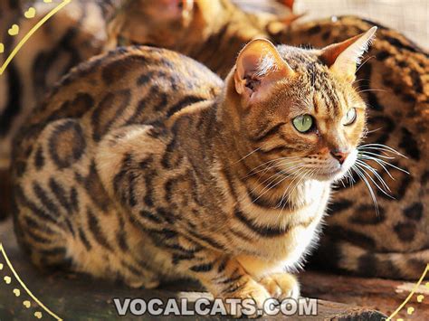 Tabby Bengal Cat: Complete Guide - Vocal Cats