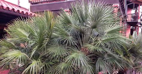 Palm Tree Fertilizer: Tips For Fertilizing Outdoor Palm Trees