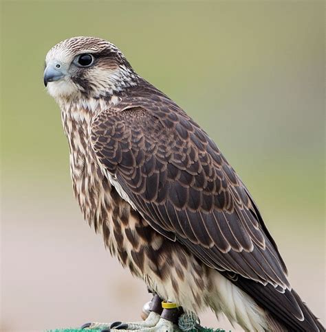 Seneca Meadows landfill announces names of baby falcons | Local News | auburnpub.com