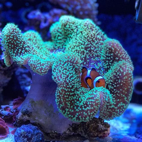 Coral of the Week: NEON GREEN POLYP TOADSTOOL (Sarcophyton elegance) | Page 3 | REEF2REEF ...