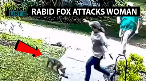 Watch Rabid Fox Attack Woman In Her Yard (Video) | Watch Rabid Fox ...