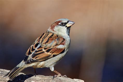 Home of the sparrow - mostatila