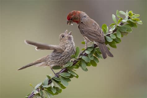 House Finches and House Sparrows | CUBS