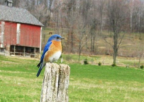 Eastern Bluebird - NestWatch