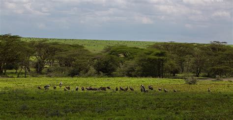 Ngorongoro Conservation Area - Free photo on Pixabay