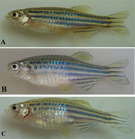 Zebra Danio Male And Female