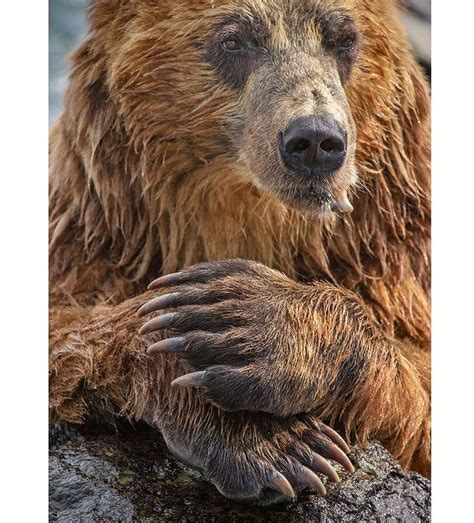 Kamchatka brown bear – The Kamchatka Peninsula really is the most spectacular wildlife ...