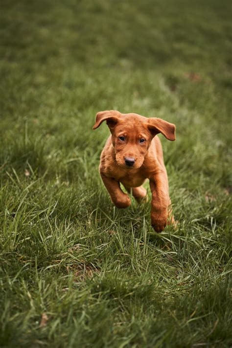 How To Identify A Good Labrador Puppy - YourLabradorPal.com