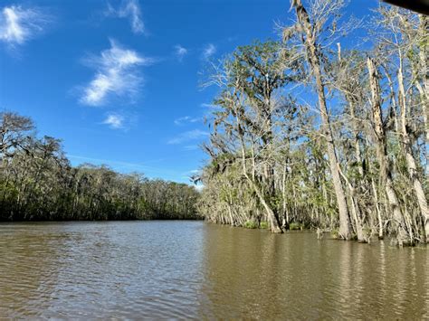 Honey Island Swamp Tour Review: Cajun Encounters Tours - UponArriving