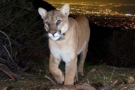 Dog Survives Mountain Lion Attack in California Backyard