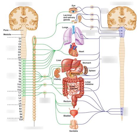 Autonomic Nervous System Diagram | Quizlet