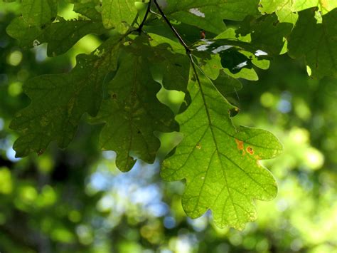 Maryland Biodiversity Project - White Oak (Quercus alba)