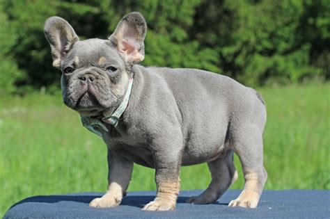 French Bulldog lilac tan | Lilac french bulldog, French bulldog breed ...