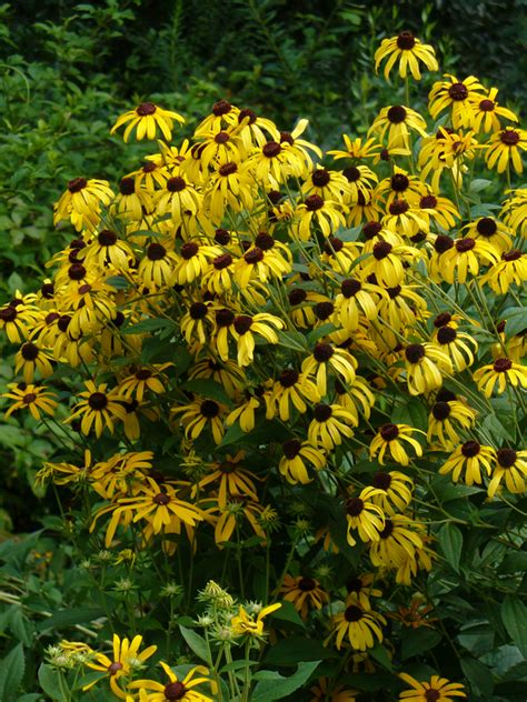 Sweet Coneflower - Butterfly Plants - Almost Eden