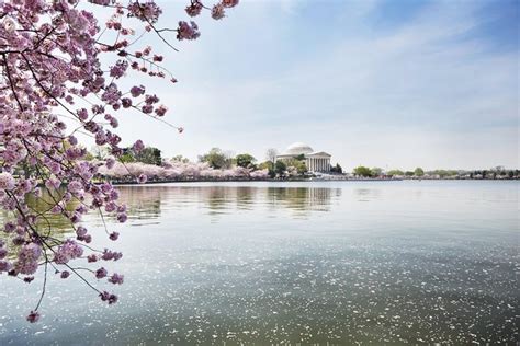 Cherry Blossom Riverboat Cruise on the Potomac 2024 - Washington DC