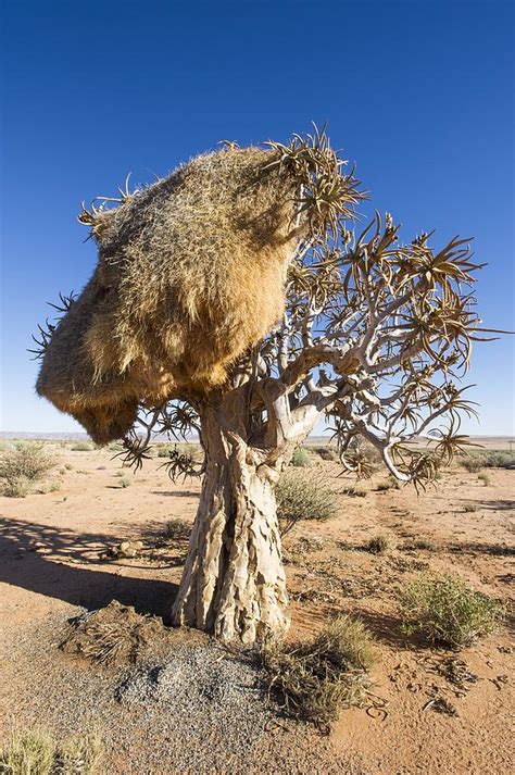 Sociable weaver nest Photograph by Science Photo Library | Pixels