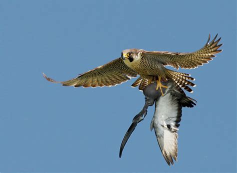 Falcon | Birds of Prey | Pinterest