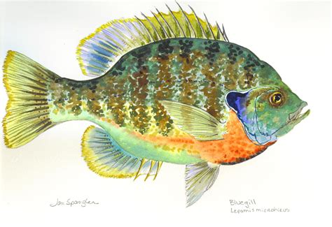 bluegill paintings - Google Search | Fish artwork, Fish art, Fish drawings