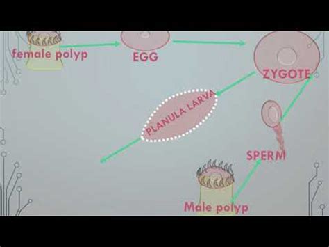 Life cycle of Anthozoa in Urdu and Hindi with 2d animation - YouTube