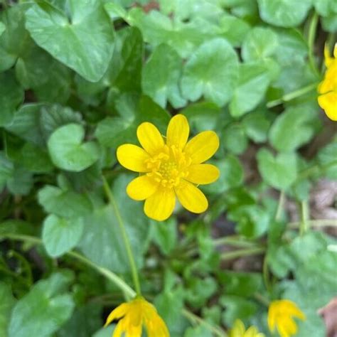 Invasive Species Spotlight: Lesser Celandine - WARREN CO SWCD