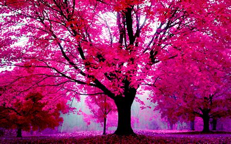 30 HD Pink Wallpapers