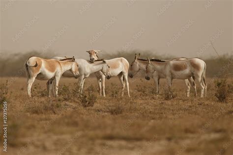 wild asses in the desert little rann of kutch, males fight, mating time ...